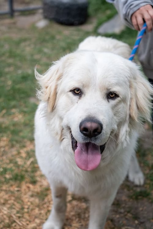 PHOENIX - Great Pyrenees available for adoption
