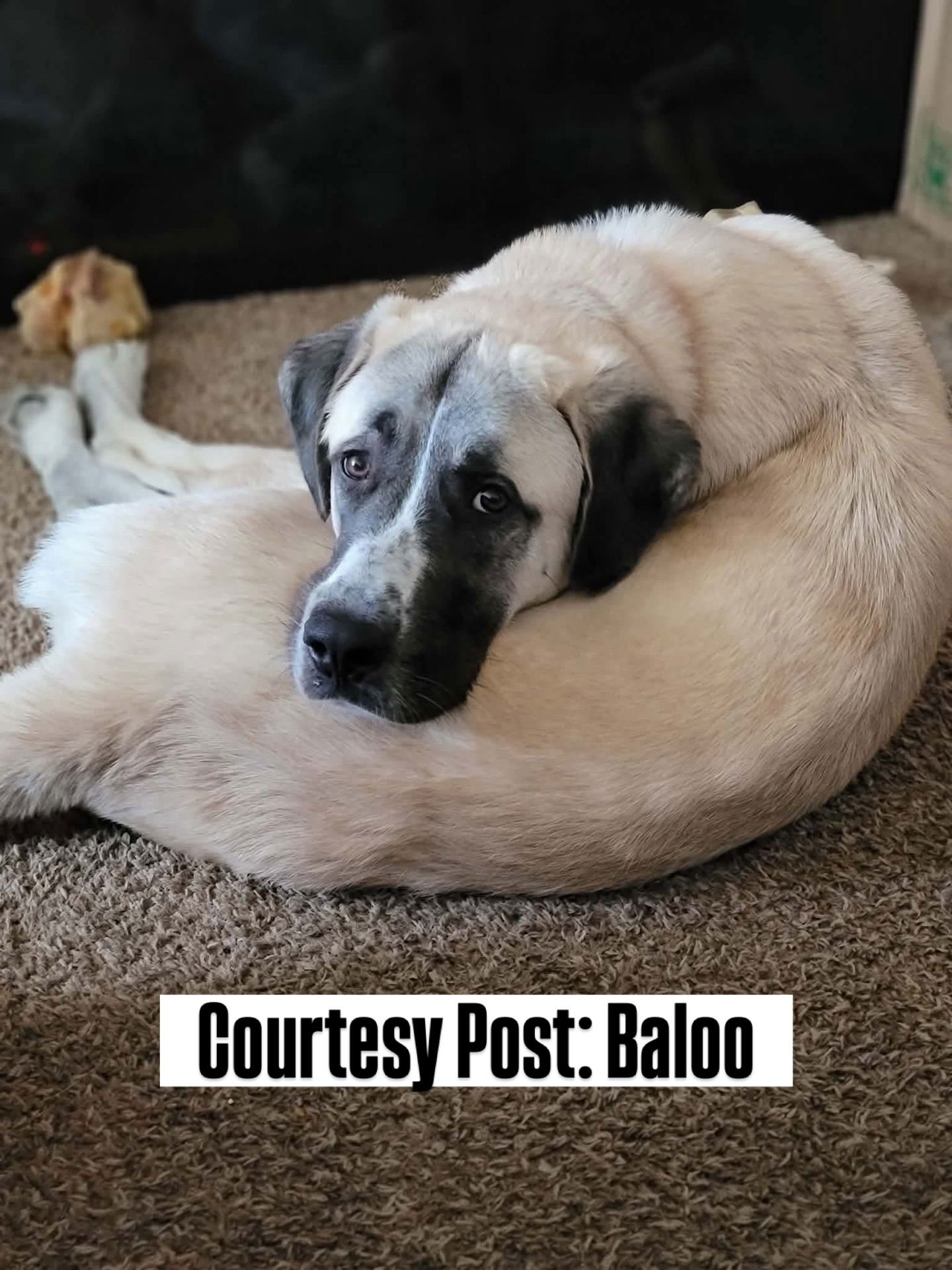 OS BALOO - Anatolian Shepherd / Great Pyrenees available for adoption