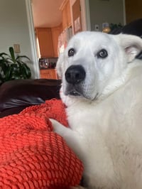 Sokka/Odin - Photo 3