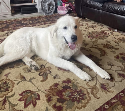 SOKKA/ODIN - Akbash for adoption in Ogden
