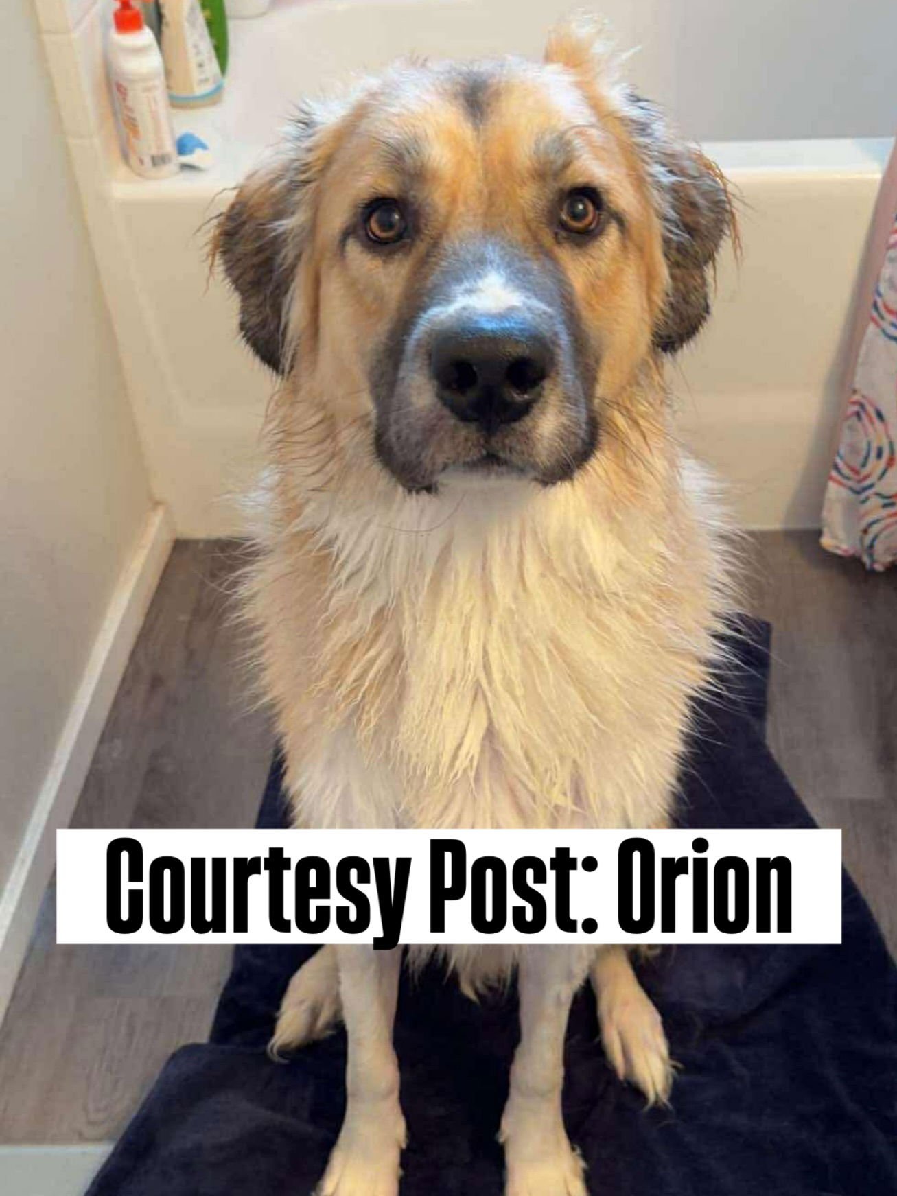 OS ORION - Great Pyrenees / Anatolian Shepherd available for adoption