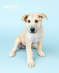 Bert - Photo 4