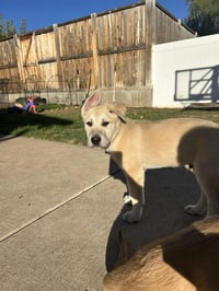 Bert - Photo 5