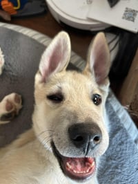 Bert - Photo 6