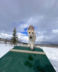 Bert - Photo 3