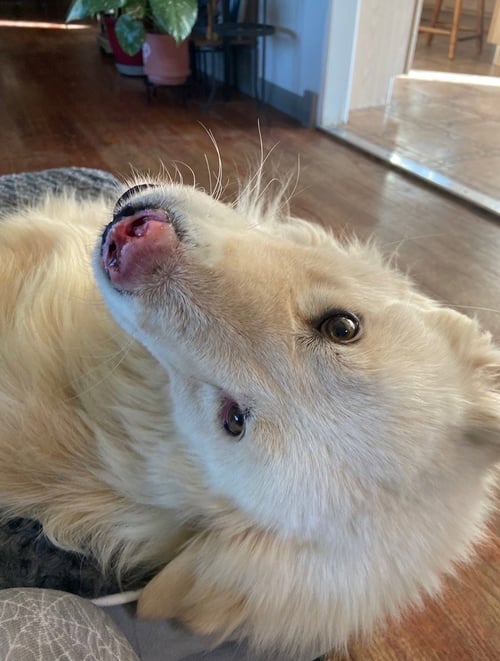APOLLO - Great Pyrenees available for adoption
