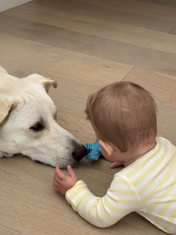 OS CHUBBY BEAR - Great Pyrenees / Labrador Retriever available for adoption