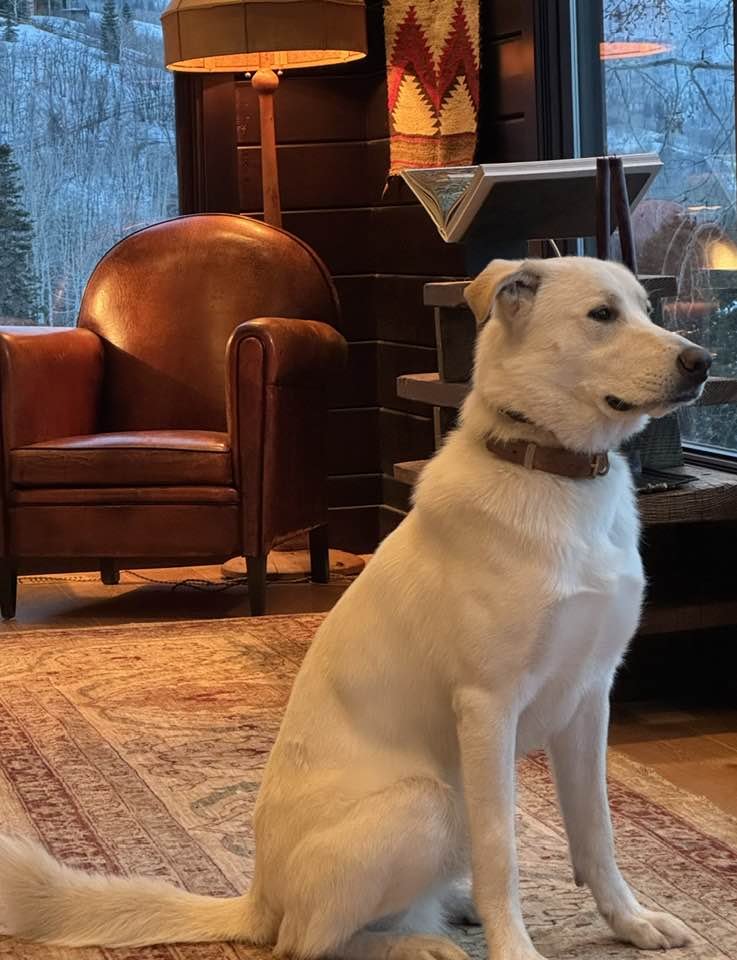 OS CHUBBY BEAR - Great Pyrenees / Labrador Retriever available for adoption