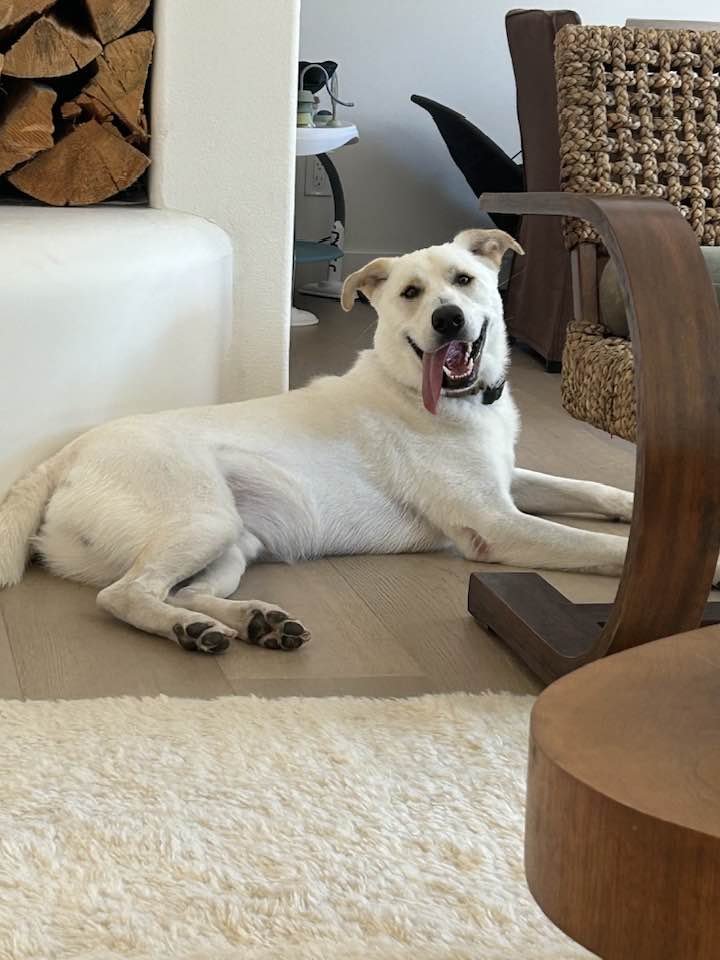 OS Chubby Bear - Photo 3