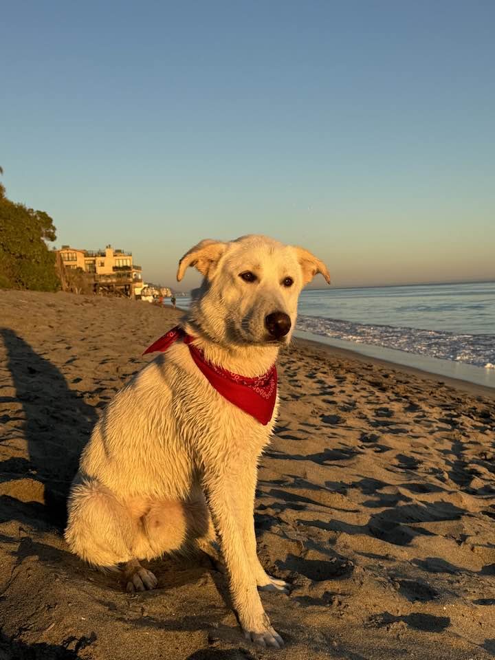 OS Chubby Bear - Photo 4