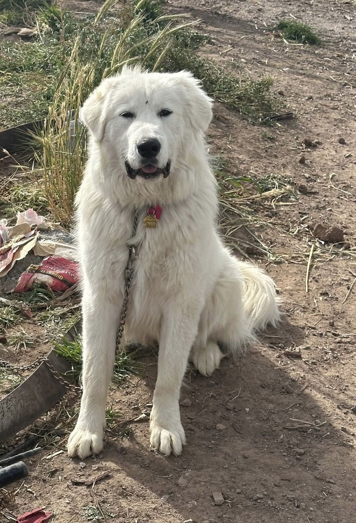 MILLIE - Great Pyrenees available for adoption
