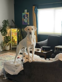 Kumo - Photo 9