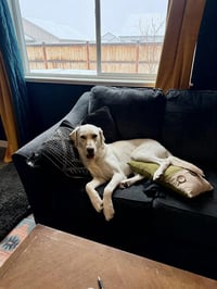 Kumo - Photo 5