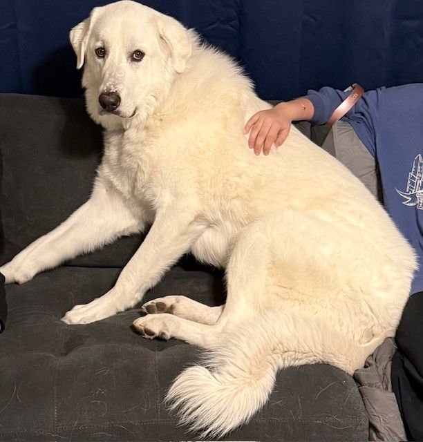 OS BEAR - Great Pyrenees for adoption in Salt Lake City