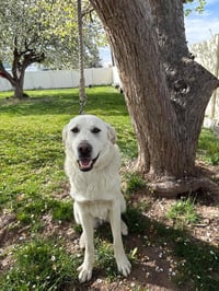 Duke - Photo 1