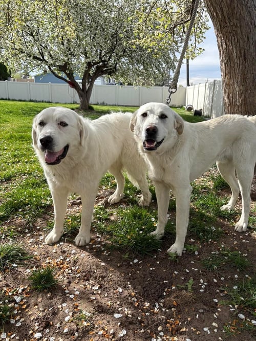 DUKE - Akbash available for adoption