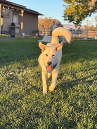 Duke - Photo 4