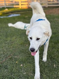 Duke - Photo 3
