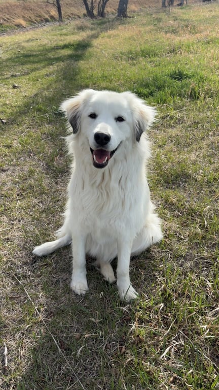 Bailey Image