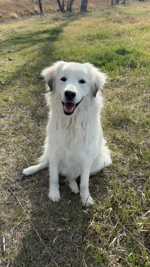 BAILEY - Maremma Sheepdog / Great Pyrenees available for adoption