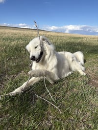 Bailey - Photo 2