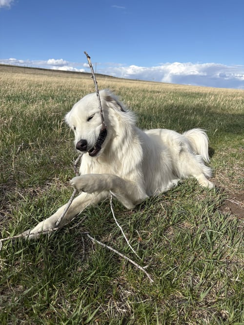 BAILEY - Maremma Sheepdog / Great Pyrenees available for adoption