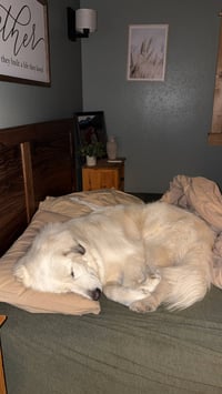 Bailey - Photo 4