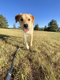 Ernie - Photo 11