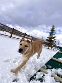 Ernie - Photo 3