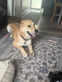Ernie - Photo 12