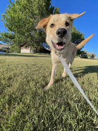 Ernie - Photo 10
