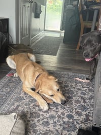 Ernie - Photo 13