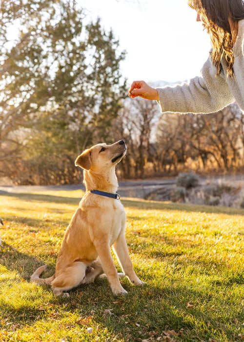 ERNIE - German Shepherd Dog / Great Pyrenees available for adoption