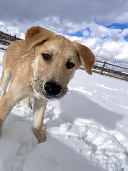 ERNIE - German Shepherd Dog / Great Pyrenees available for adoption