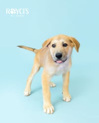 Ernie - Photo 5