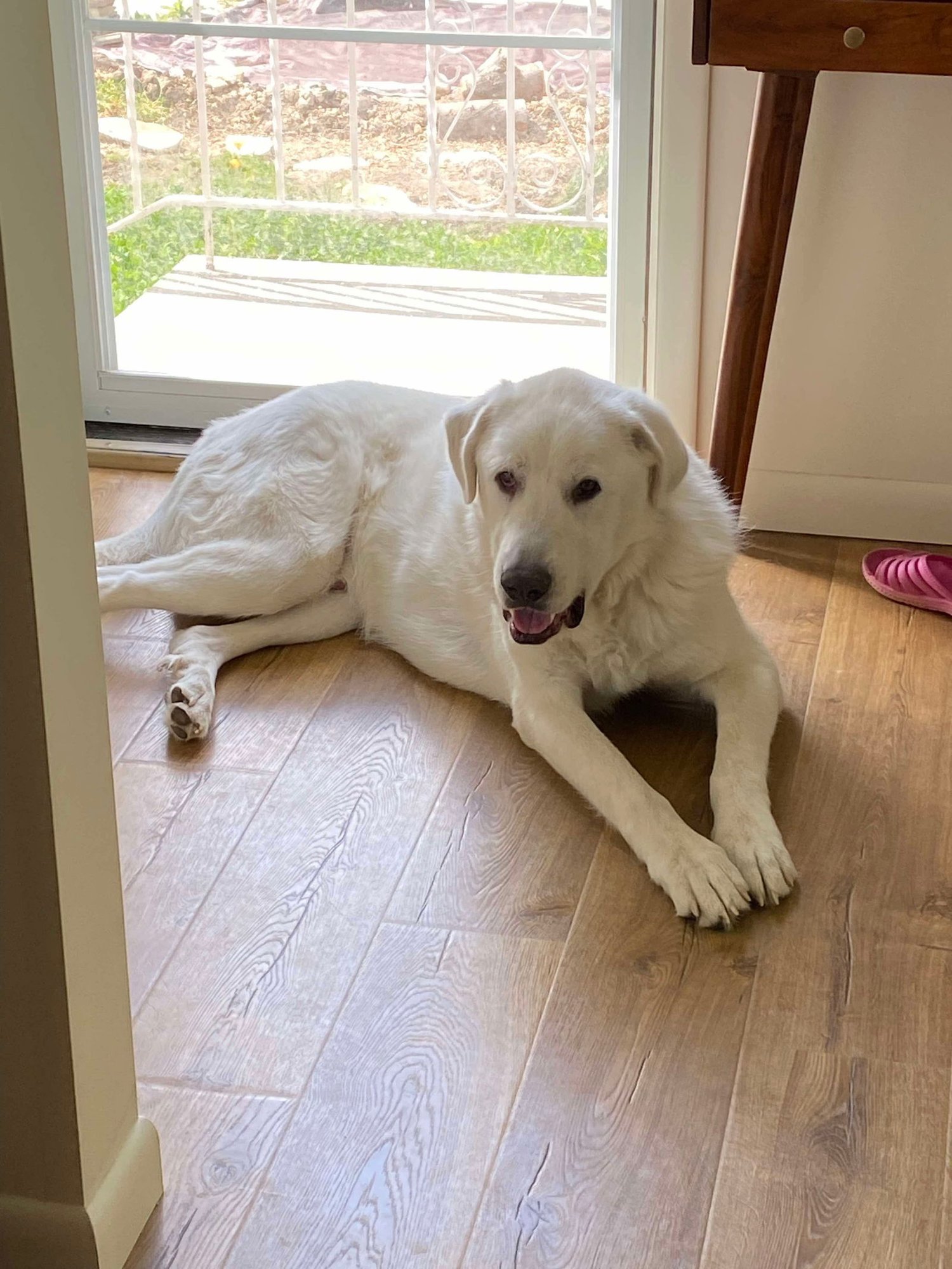 DARBY - Great Pyrenees / Akbash available for adoption