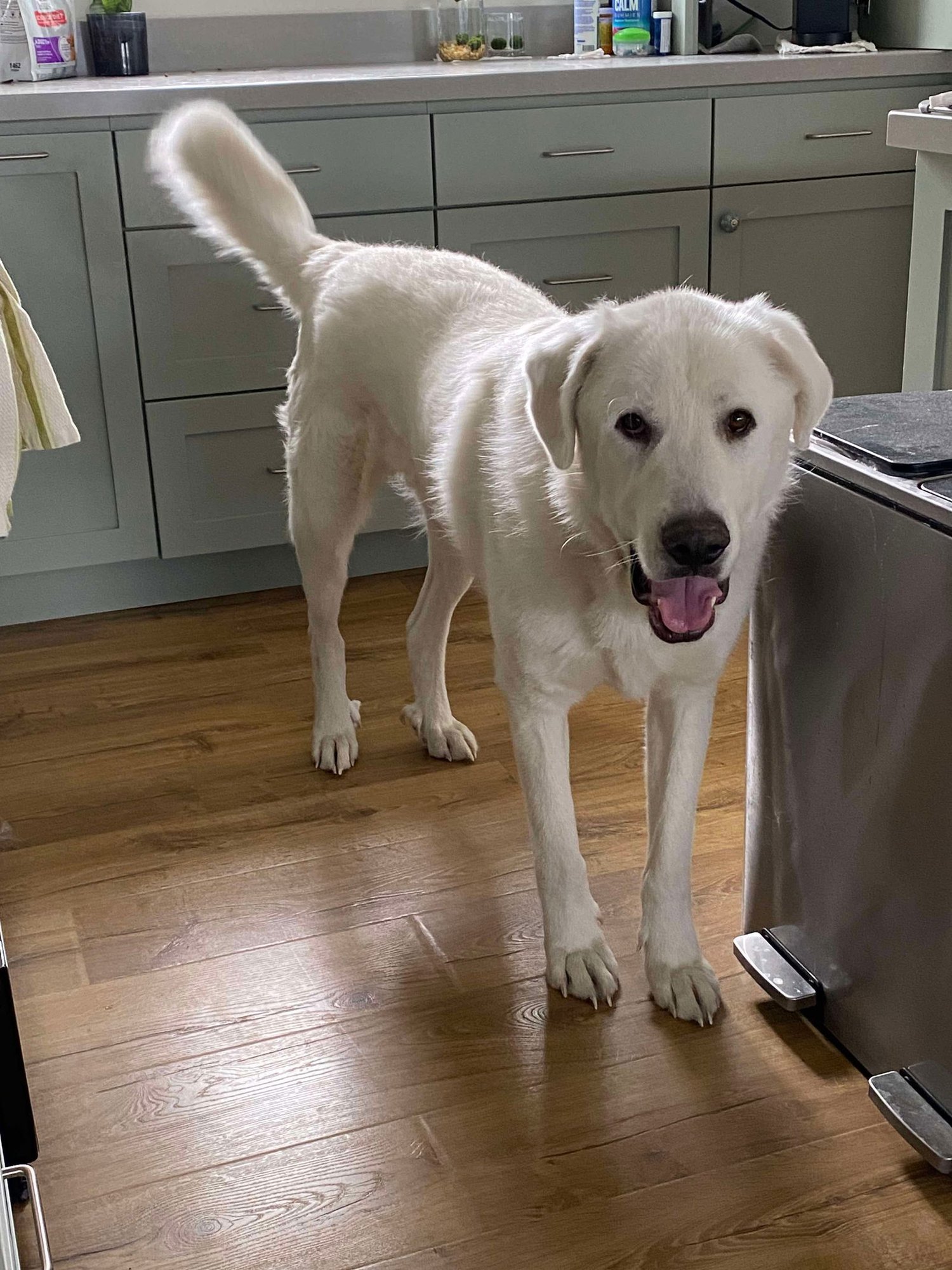 DARBY - Great Pyrenees / Akbash available for adoption