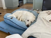 Darby - Photo 5