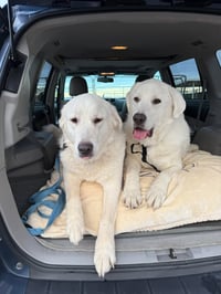 Darby - Photo 4