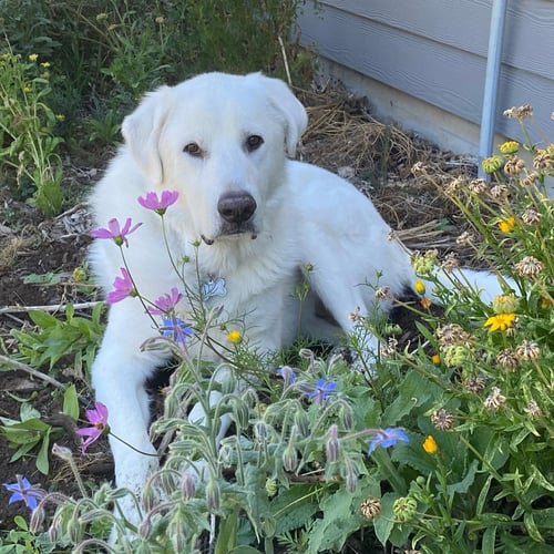 DARBY - Great Pyrenees / Akbash available for adoption