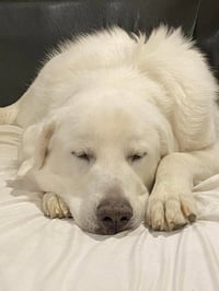 Darby - Photo 9