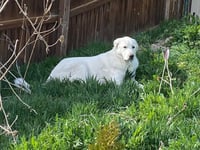 Darby - Photo 6