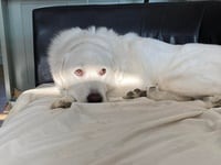 Darby - Photo 8