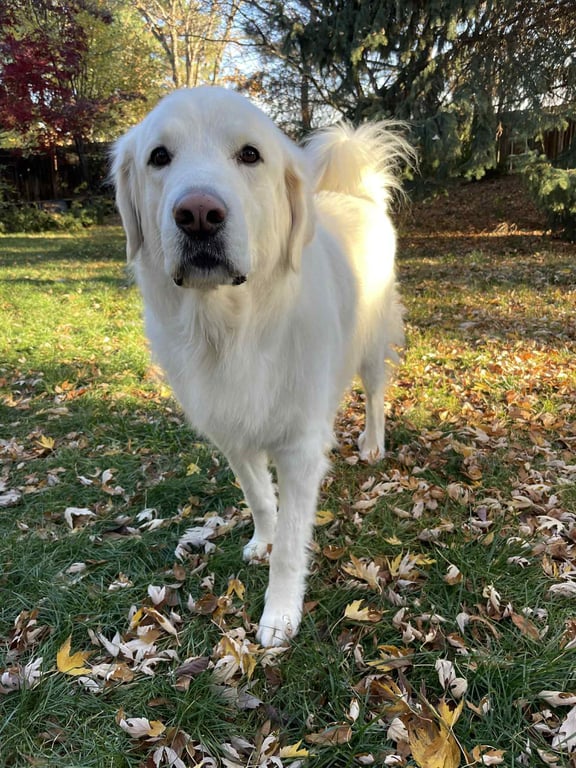 Maggie Image
