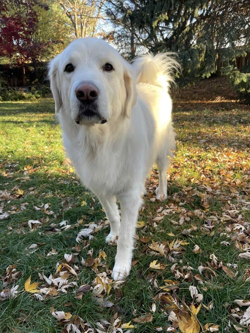 MAGGIE - Great Pyrenees available for adoption