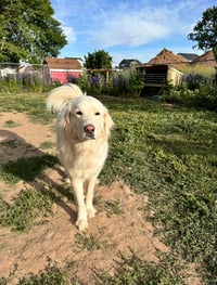 Maggie - Photo 3