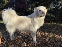 Maggie - Photo 7