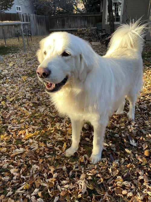 MAGGIE - Great Pyrenees available for adoption