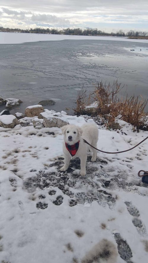 MR YUKI - Great Pyrenees / Husky available for adoption