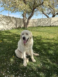 Miss Maggie - Photo 1